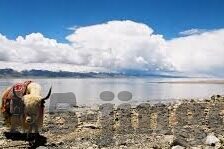 糖心vlog在线看-探索: 糖心Vlog，线上观影新体验